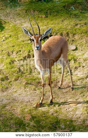African Gazelle