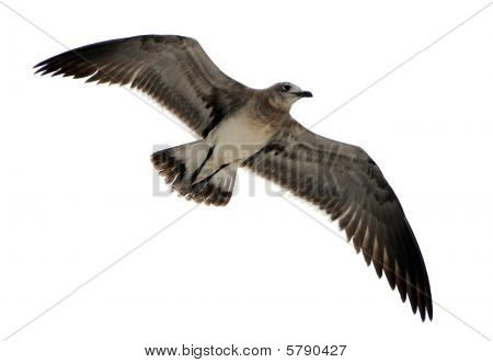 Uccello isolato