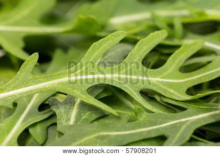 Close-up On The Heap Of Rucola