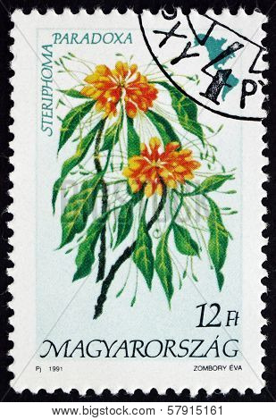Postage Stamp Hungary 1991 Steriphoma Paradoxa, Flowering Plant