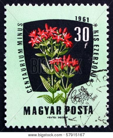 Postage Stamp Hungary 1961 Common Centaury, Medical Herb