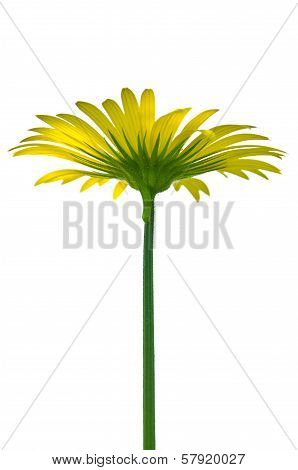Yellow doronicum