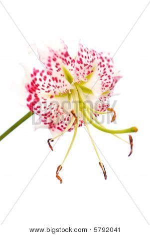 Lilium Grammatophyllum Var. Gloriosoides w tle