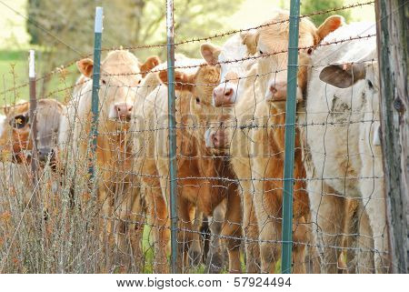 Brangus Steers