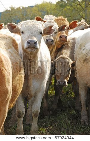 Brangus Steers