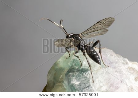 The Ichneumon Wasp (Coelichneumon viola)