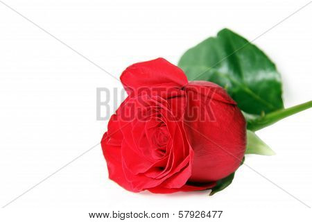 The Red Rose on A White Background