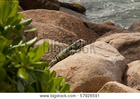 Iguana on Boulder