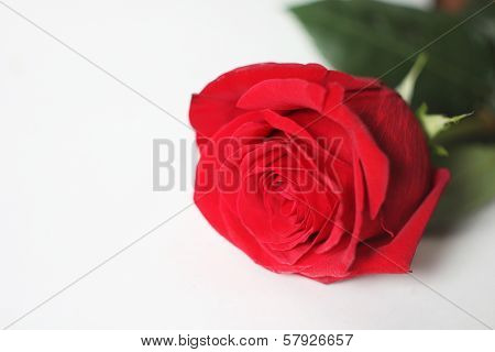 The Red Rose On A White
