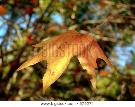 Foglie di autunno