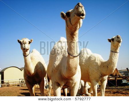 Trio de chameau