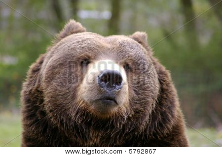 หมี Grizzly