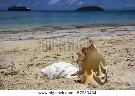 Shells On Beach