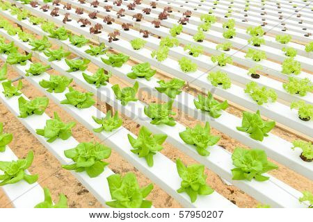 Hydroponic Vegetables