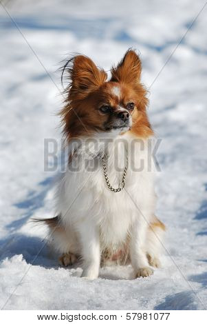 Dog in sow