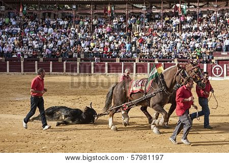 Drag mules are Bull died in the Bullfight to the slaughterhouse of the bullring of Ubeda