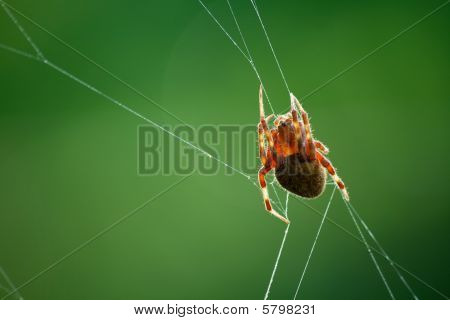 Web et Grange Spider