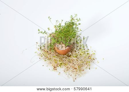 Fresh Alfalfa Sprouts and Spring Easter Egg