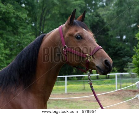 Arabain hoved
