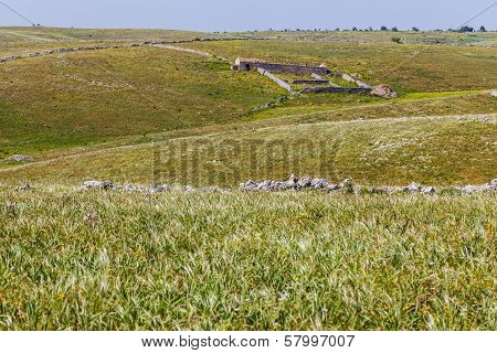 Pastures
