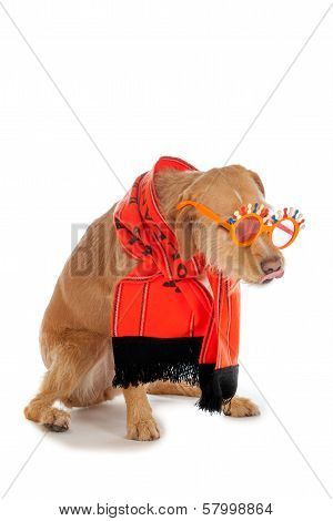 Dog
