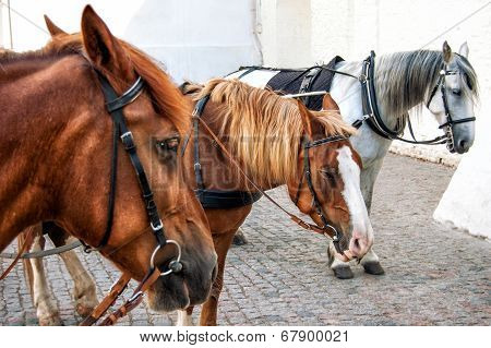 Three horses