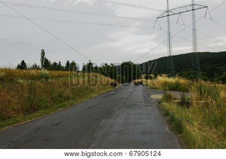 Landscape with two wild boars