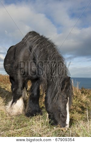 Black Horse At The Mountain