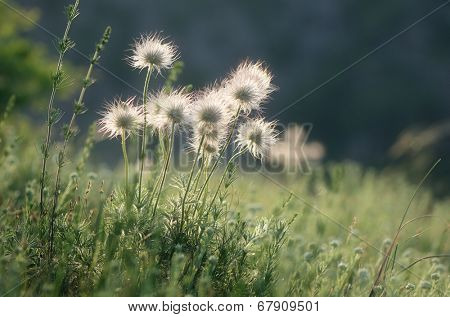 Withered flowers on a sunny meadow. Beautiful dandelion in the sunlight. Anemone pratensis