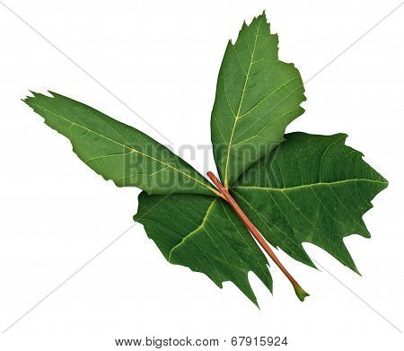 Leaf Butterfly