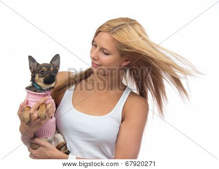 Woman Hold In Hands Small Chihuahua Dog Or Puppy