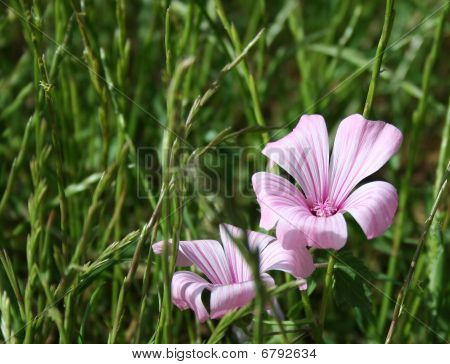 Flor