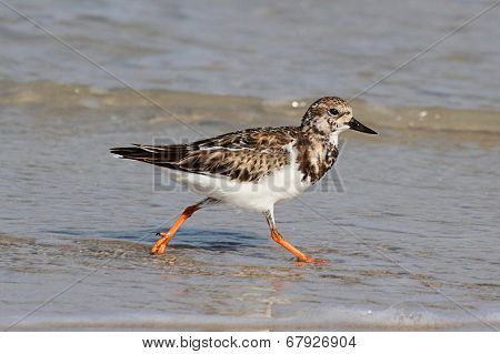 Ruddy Turnstone (arenaria Interpres)
