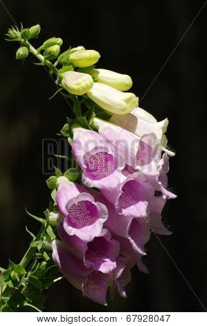 Fox glove flower