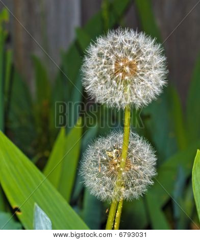 Dandelion ปิดขึ้นกับพื้นหลังสีเขียว และสีเทา