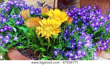 Colorful summer flowers