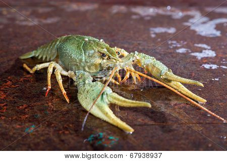 One Live Crayfish
