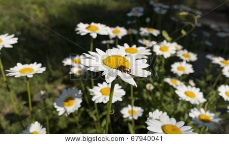 Insect Collects Nectar From White Flower In Summer Close Up