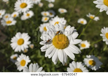 Insect Collects Nectar From White Flower In Summer Close Up