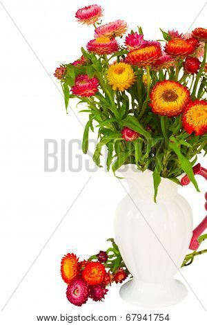 Everlasting flowers in vase