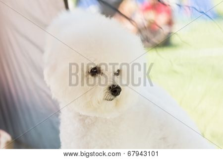 Bichon Frise