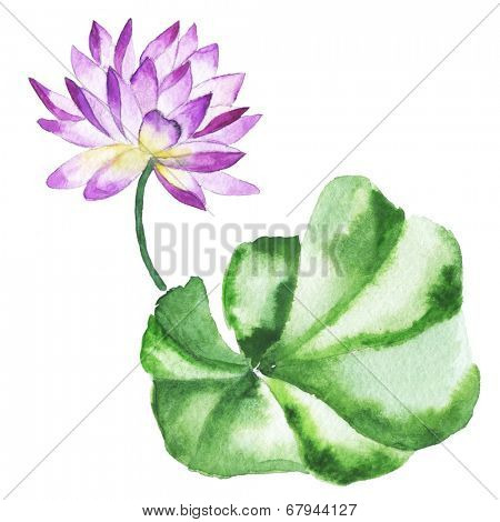 Watercolor painting of Water lily. Oriental style.