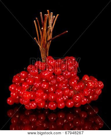 Bunch of red viburnum