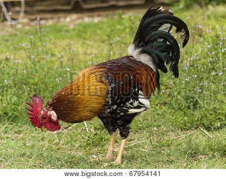 rooster