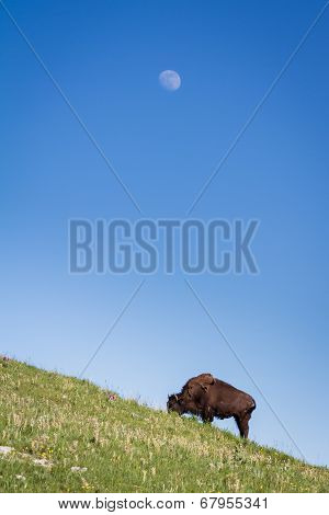 Lone Bison