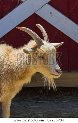 Farm Goat