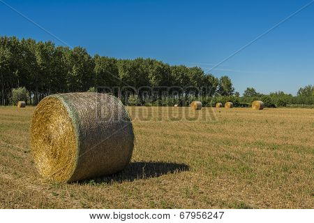 Bales Of Hay