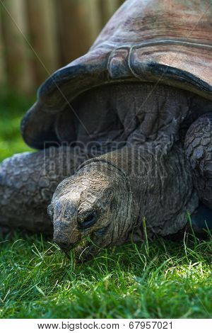 Giant Tortoise