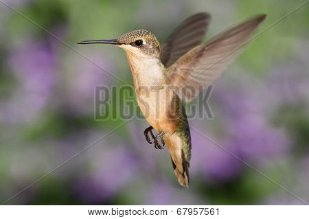 Ruby-throated Hummingbird