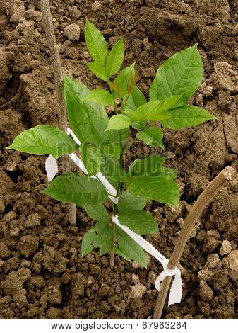 ash-tree sapling more than three months from germination